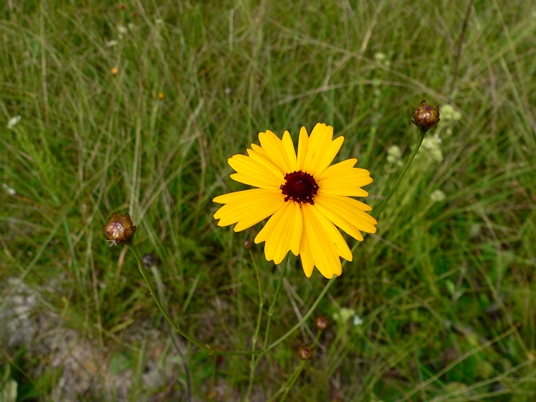 {Coreopsis linifolia}